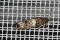 Notocelia trimaculana
