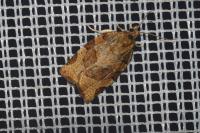 Pandemis cerasana