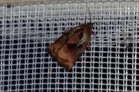 Archips podana