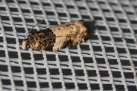 Gypsonoma sociana