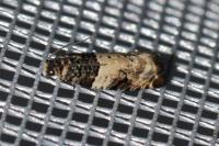 Gypsonoma sociana