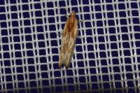 Eucosma gr. cana