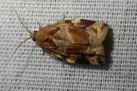 Archips xylosteana