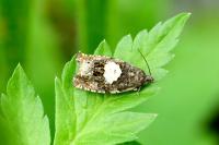 Epiblema sticticana