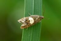 Epiblema sticticana