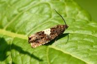 Epiblema sticticana