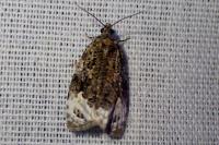 Apotomis capreana