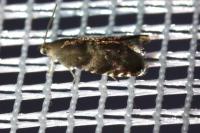 Strophedra nitidana