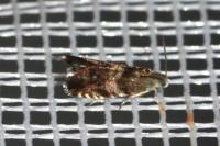 Strophedra nitidana