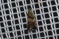 Strophedra nitidana