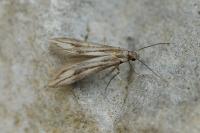 Schreckensteinia festaliella