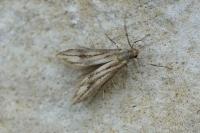 Schreckensteinia festaliella