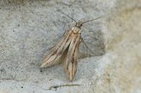 Schreckensteinia festaliella