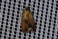 Ptycholoma lecheana