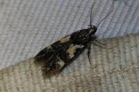 Teleiodes luculella