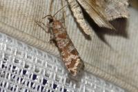 Rhyacionia pinivorana/miniatana