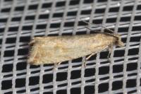 Bactra