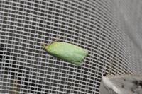 Tortrix viridana