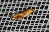 Ancylis obtusana