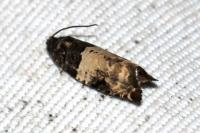 Gypsonoma sociana