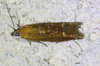 Lathronympha strigana