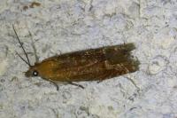 Lathronympha strigana