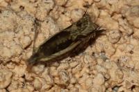 Ancylis apicella