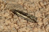 Ancylis apicella