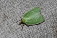 Tortrix viridana