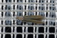 Coleophora