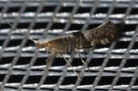 Argyresthia spinosella