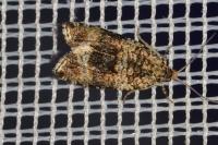 Celypha lacunana