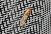 Eucosma gr. cana
