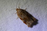 Archips xylosteana