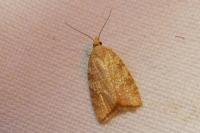 Aleimma loeflingiana