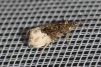 Hedya nubiferana
