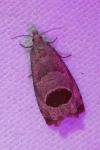 Notocelia uddmanniana