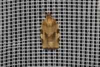 Choristoneura hebenstreitella
