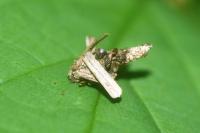 Sterrhopterix fusca