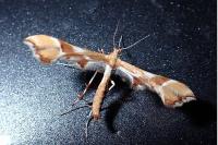 Cnaemidophorus rhododactylus