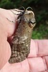 Cossus cossus