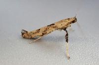 Caloptilia populetorum