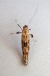 Caloptilia populetorum