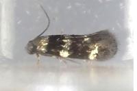Elachista gleichenella