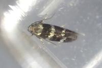 Elachista gleichenella
