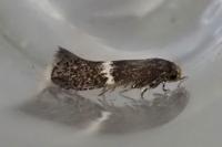 Elachista metella