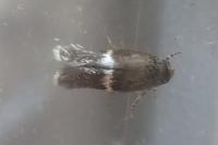 Elachista metella