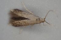Coleophora serratella