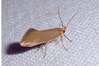 Crassa unitella