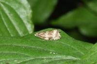 Celypha lacunana